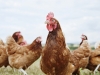 Kyodo: около 120 тысяч кур уничтожат в Японии из-за вспышки птичьего гриппа