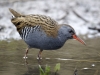 Орнитолог Килин рассказал о живущих в Удмуртии редких видах птиц
