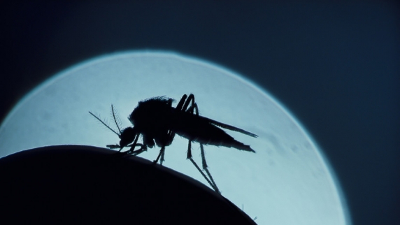 Биолог Гниненко заявил о безопасности зимних комаров