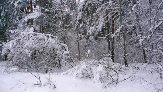 В девяти районах <b>Коми</b> объявили штормовое предупреждение из-за снега
