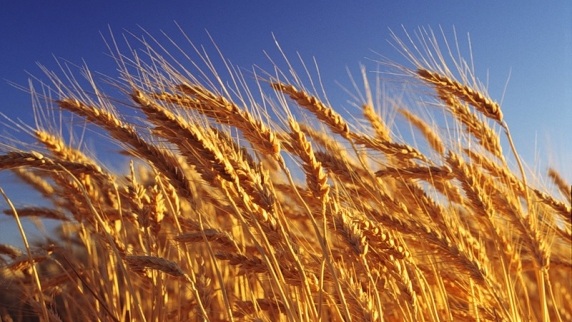 В России к 25 августа собрали 84,4 млн тонн зерна