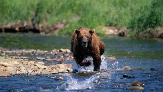 Башкирские спасатели рассказали о действиях при встрече с медведем