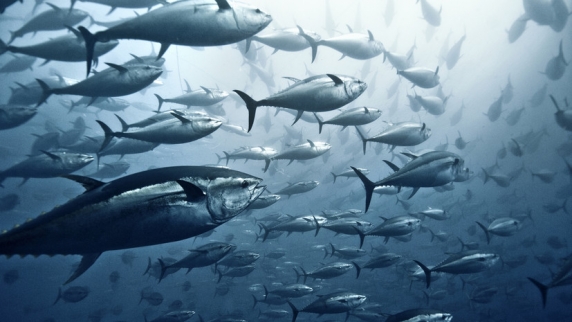 Диетолог Калинчев высказался о возможном вреде тунца для здоровья