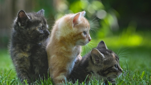 В Международной фелинологической ассоциации назвали самые популярные в России породы кошек