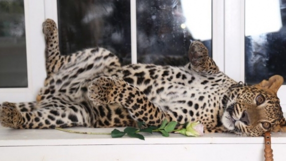 В Интернете активно обсуждают ролик, в котором <b>леопард</b> катается на переднем сидении...