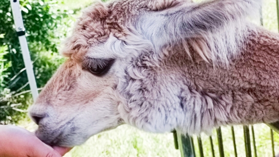 Ленинградский <b>зоопарк</b> показал двухмесячного детёныша альпаки