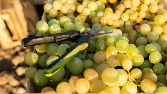 В Севастополе собрали более 20 тысяч тонн винограда в 2021 году
