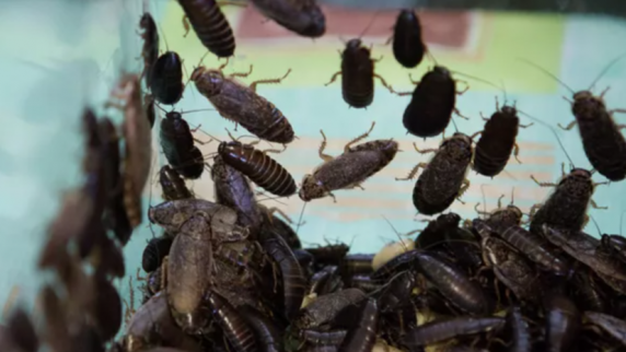 В <b>ВФЛА</b> заявили, что в Новогорске должны принять меры после видео Кнороз с тараканом
