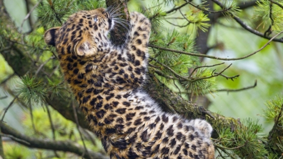 В <b>нацпарк</b>е Приморья зафиксировали еще 15 котят дальневосточного леопарда