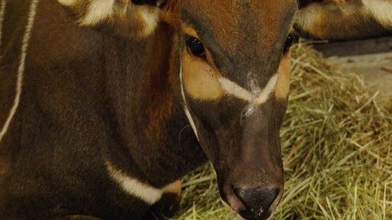 В Московском <b>зоопарк</b>е будут размножать краснокнижных антилоп бонго