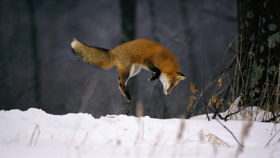 В Кроноцком заповеднике на Камчатке рекордно увеличилась популяция лис