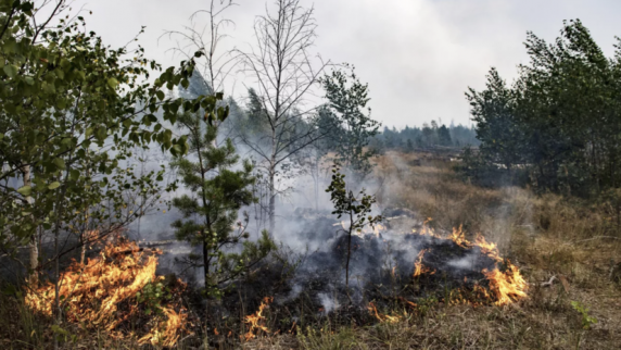 В Приамурье введён региональный режим ЧС в лесах из-за пожаров