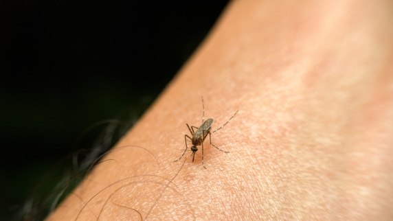 Врач Чудаков рассказал, как обезопасить себя от укусов комаров