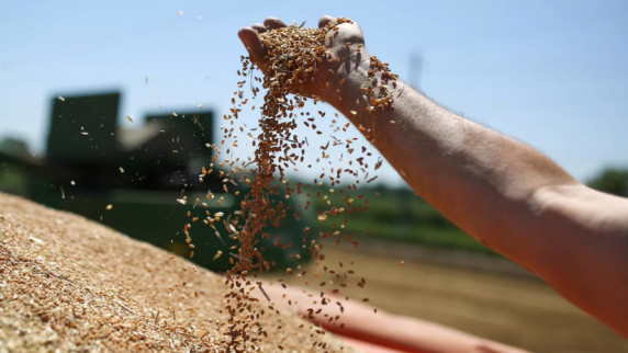 Россия в текущем сельхозсезоне готова <b>экспорт</b>ировать до 65 млн т зерна