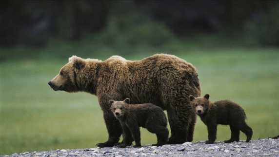 В Удмуртии подсчитали популяцию бурых медведей