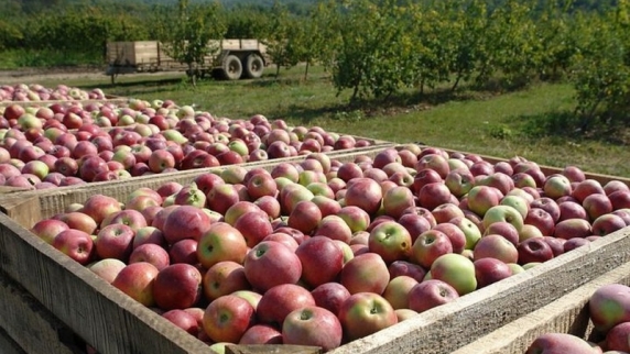 В Краснодарском крае собран рекордный за последние 30 лет <b>урожай</b> яблок