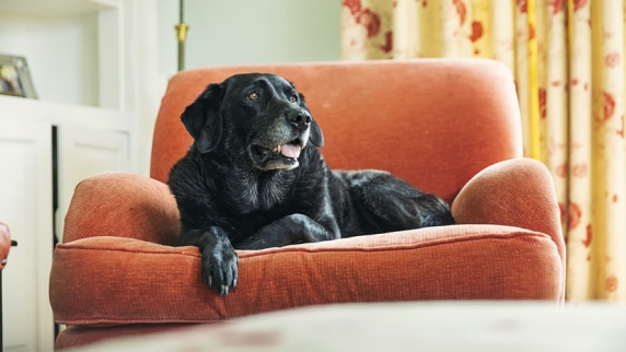 Кинологи рассказали, как научить собаку оставаться дома без хозяина
