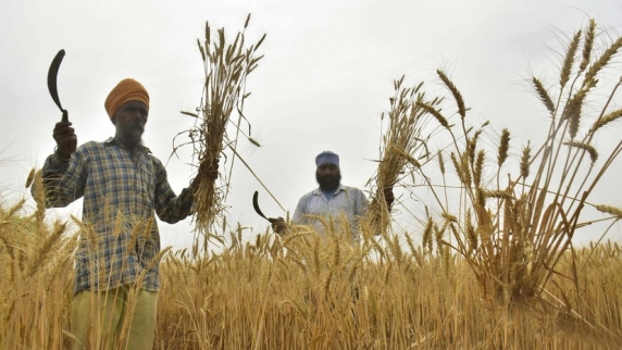 США призвали Индию пересмотреть своё решение о запрете экспорта пшеницы из страны