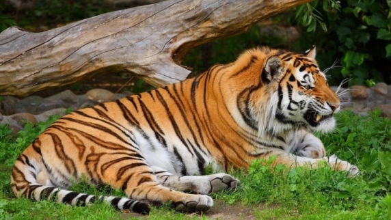 "День тигра" в Бикине и подарки жителям Приморья
