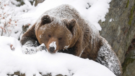 В городе Снежинск Челябинской области <b>медведь</b> впал в спячку рядом с местной котельн...