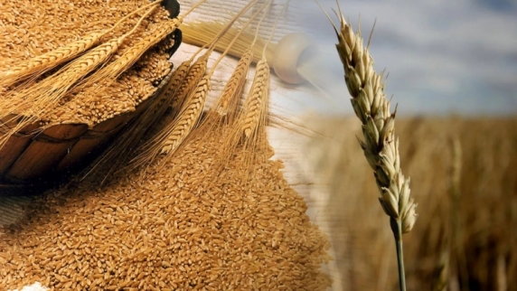 Россия установила новый мировой рекорд по экспорту пшеницы: 44 млн тонн
