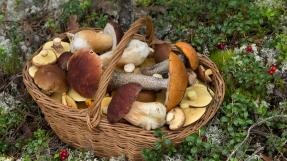 Миколог Гмошинский рассказал, сбор каких краснокнижных грибов запрещён в Подмосковье