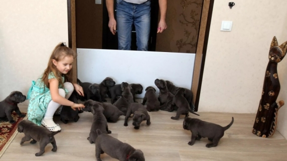 В Воронежской области хозяева собаки по кличке Кира неожиданно стали обладателями 19 щенко...