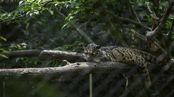 Леопарда в Приморье назвали в честь Мейерхольда