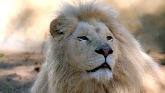 Белый лев Ярос умер в Ярославском <b>зоопарк</b>е