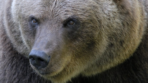 Спасатель дала рекомендации по защите от медведей в дикой природе