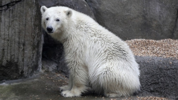 В Московском <b>зоопарк</b>е рассказали, как животные борются с жарой