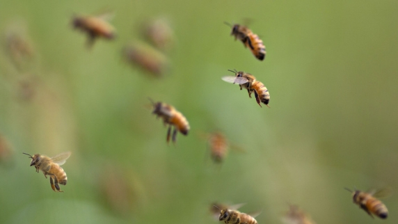 Специалист по пчеловедению Поправко назвал причину нападения роя пчёл на столичное кафе