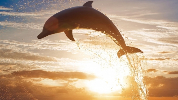 Крымские пограничники спасли дельфина от браконьеров