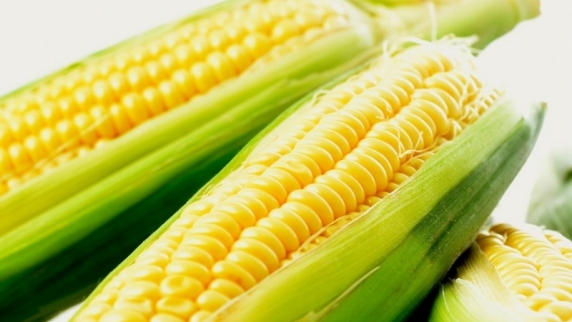<b>Урожай кукурузы</b> в Приморье вырос почти на 17% и превысил 208 тыс. тонн
