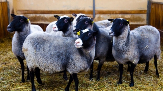 В Ярославской области создан первый племенной завод по разведению романовских овец