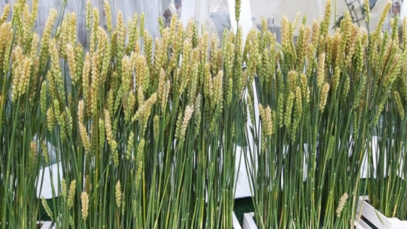 В Липецкой области дан старт строительству завода по производству биопластика из пшеницы