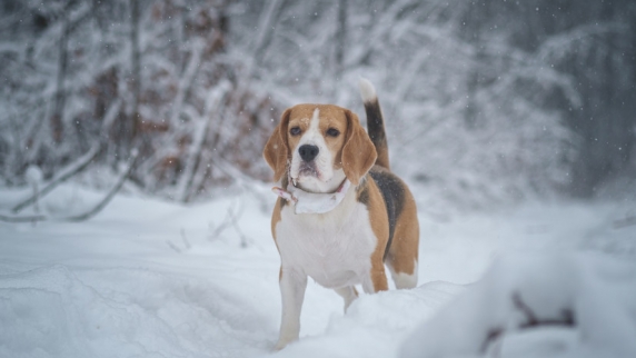 Ветеринар Кирнос дала советы по уходу за лапами собак зимой