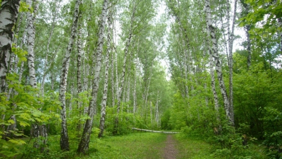В Госдуму внесли проект об обязательном восстановлении вырубленных лесов