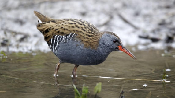 Орнитолог Килин рассказал о живущих в Удмуртии редких видах птиц