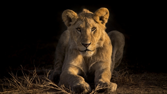 В <b>крым</b>ском парке «Тайган» львица родила трёх львят