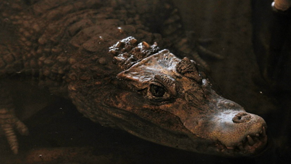 Крокодил напал на британскую туристку в Мексике