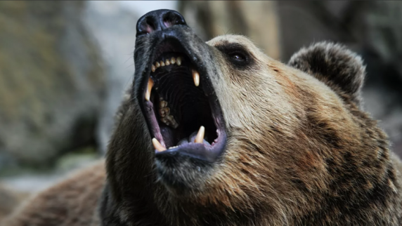 В Красноярском крае застрелили напавшего на туристов медведя