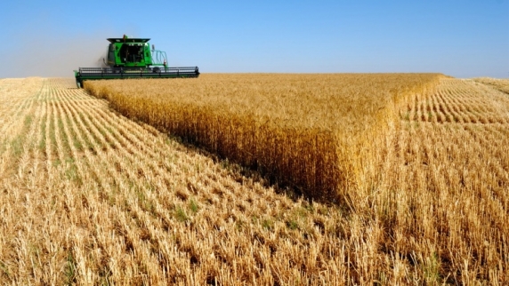Рекордный урожай пшеницы в России угрожает американским фермерам