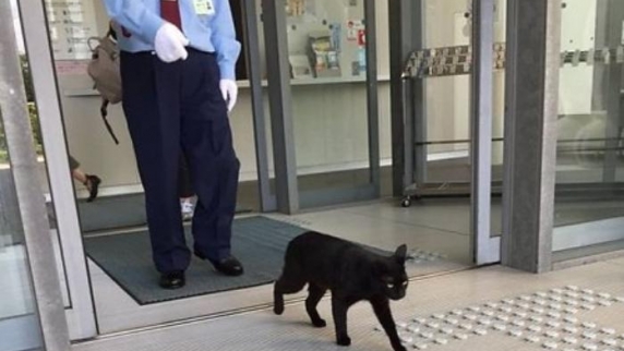 В Японии два кота третий год ведут войну с охранниками, пытаясь прорваться в музей