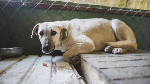 В Астраханской области заявили об отсутствии поддержки идеи об эвтаназии бездомных собак