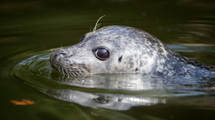 В Приморье выпустили в открытое море шестерых спасённых тюленей