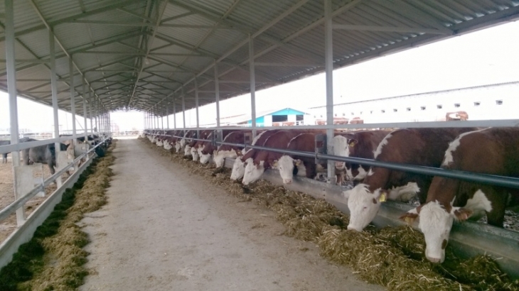 В Ростовской области открылся молочный комплекс на 450 голов КРС