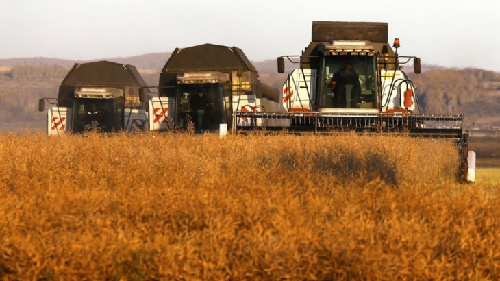 В России выделят 3,42 млрд на стимулирование производства масличных культур