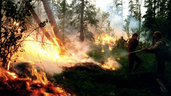 В России за сутки потушили 106 лесных пожаров