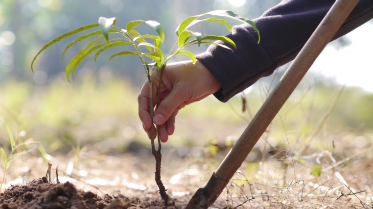 Эколог Соколова рассказала, как правильно сажать деревья